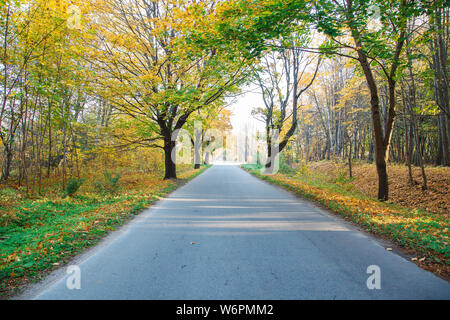 Nouvelle route asphaltée moderne dans la forêt par beau matin d'automne Banque D'Images