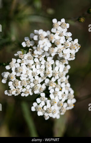 L'Achillea millefolium famille compasitae fleur macro fond fine art dans des impressions de haute qualité produits Banque D'Images