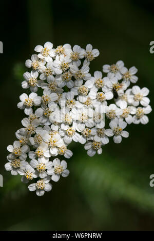 L'Achillea millefolium famille compasitae fleur macro fond fine art dans des impressions de haute qualité produits Banque D'Images