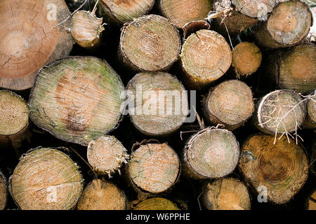 Arrière-plan les arbres coupés en fine art tirages de haute qualité produits Banque D'Images