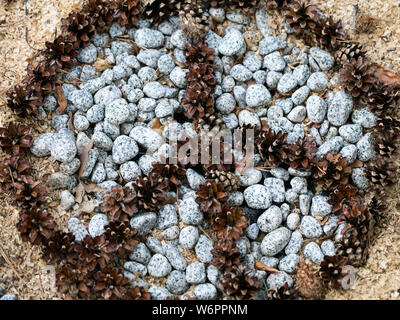 Symbole de la paix avec des pierres et des cônes de pins macro fond fine art dans des impressions de haute qualité produits Banque D'Images