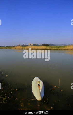 Arundel Castle vu de la rivière Arun et un cygne blanc à l'avant-plan. West Sussex. Au sud de l'Angleterre. UK Banque D'Images