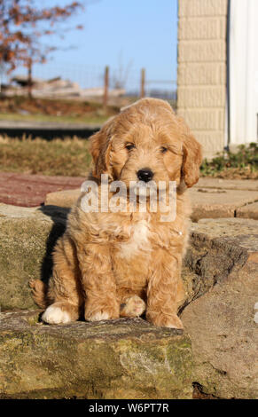 Mini chiot Golden Doodle assis dehors Banque D'Images