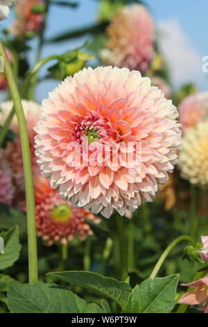 Dahlia Peach Bloom closeup Banque D'Images