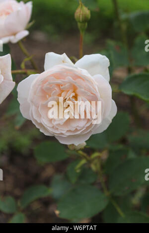 Blooming Peach Rose Jardin Anglais Banque D'Images