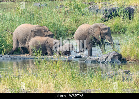 Quatre éléphants africains, y compris de petite taille, marchant à travers la Olifants River Banque D'Images