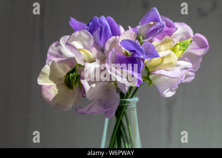 Un petit arrangement lâche de pois sucré mixte dans les tons de blanc et violet contre un arrière-plan bois gris Banque D'Images