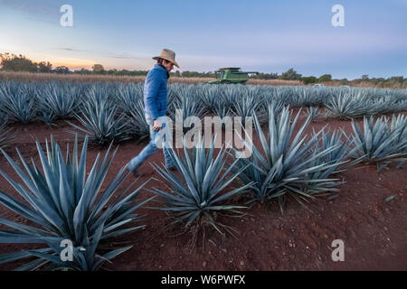 Un responsable de secteur promenades à travers un champ de plantes d'agave bleu à une ferme appartenant à la Casa Siete Leguas en dehors de la distillerie de tequila Atotonilco de Alto, Jalisco, Mexique. Les sept lieues tequila distillerie est l'une des plus anciennes distilleries appartenant à la famille et produit de la tequila à la main en utilisant des méthodes traditionnelles. Banque D'Images