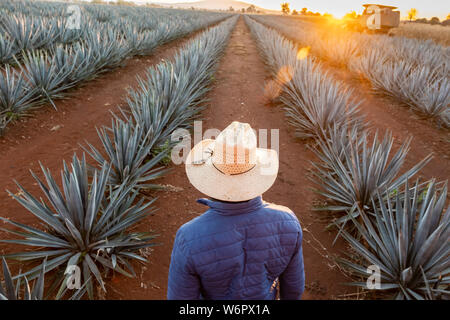 Un responsable de secteur promenades à travers un champ de plantes d'agave bleu à une ferme appartenant à la Casa Siete Leguas en dehors de la distillerie de tequila Atotonilco de Alto, Jalisco, Mexique. Les sept lieues tequila distillerie est l'une des plus anciennes distilleries appartenant à la famille et produit de la tequila à la main en utilisant des méthodes traditionnelles. Banque D'Images