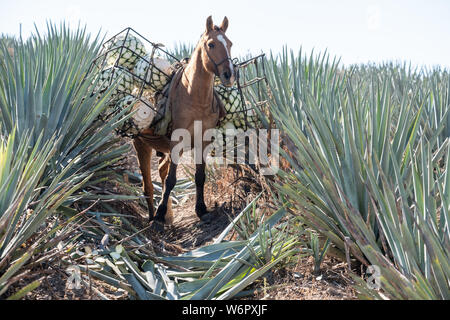 Un âne porte des paniers remplis avec de l'agave bleu-carottes ananas comme en bas de la colline pendant la récolte dans un champ appartenant à la Siete Leguas tequila distillerie dans le Jalisco Highlands du Mexique. Siete Leguas est une entreprise familiale d'élaborer le meilleur tequila distillerie en utilisant le processus traditionnel inchangé depuis 65 ans pour. Banque D'Images