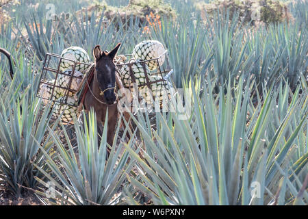 Un âne porte des paniers remplis avec de l'agave bleu-carottes ananas comme en bas de la colline pendant la récolte dans un champ appartenant à la Siete Leguas tequila distillerie dans le Jalisco Highlands du Mexique. Siete Leguas est une entreprise familiale d'élaborer le meilleur tequila distillerie en utilisant le processus traditionnel inchangé depuis 65 ans pour. Banque D'Images