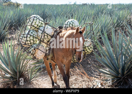 Un âne porte des paniers remplis avec de l'agave bleu-carottes ananas comme en bas de la colline pendant la récolte dans un champ appartenant à la Siete Leguas tequila distillerie dans le Jalisco Highlands du Mexique. Siete Leguas est une entreprise familiale d'élaborer le meilleur tequila distillerie en utilisant le processus traditionnel inchangé depuis 65 ans pour. Banque D'Images