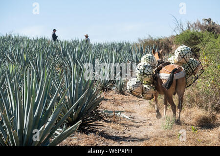 Un âne porte des paniers remplis avec de l'agave bleu-carottes ananas comme en bas de la colline pendant la récolte dans un champ appartenant à la Siete Leguas tequila distillerie dans le Jalisco Highlands du Mexique. Siete Leguas est une entreprise familiale d'élaborer le meilleur tequila distillerie en utilisant le processus traditionnel inchangé depuis 65 ans pour. Banque D'Images