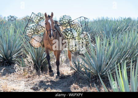 Un âne porte des paniers remplis avec de l'agave bleu-carottes ananas comme en bas de la colline pendant la récolte dans un champ appartenant à la Siete Leguas tequila distillerie dans le Jalisco Highlands du Mexique. Siete Leguas est une entreprise familiale d'élaborer le meilleur tequila distillerie en utilisant le processus traditionnel inchangé depuis 65 ans pour. Banque D'Images