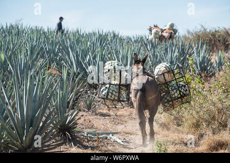 Un âne porte des paniers remplis avec de l'agave bleu-carottes ananas comme en bas de la colline pendant la récolte dans un champ appartenant à la Siete Leguas tequila distillerie dans le Jalisco Highlands du Mexique. Siete Leguas est une entreprise familiale d'élaborer le meilleur tequila distillerie en utilisant le processus traditionnel inchangé depuis 65 ans pour. Banque D'Images