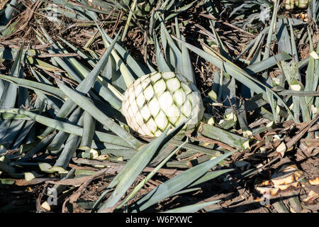 Un ananas agave bleu-telles que core après la récolte se trouve en attente d'être recueillis dans un champ appartenant à la Siete Leguas tequila distillerie dans le Jalisco Highlands du Mexique. Siete Leguas est une entreprise familiale d'élaborer le meilleur tequila distillerie en utilisant le processus traditionnel inchangé depuis 65 ans pour. Banque D'Images