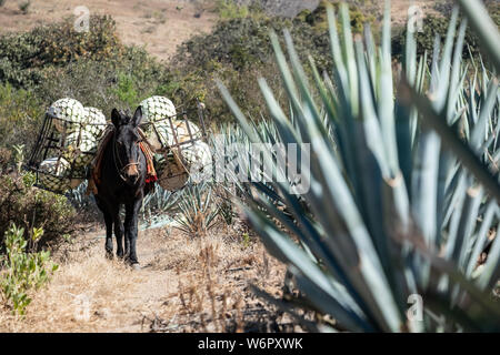 Un âne porte des paniers remplis avec de l'agave bleu-carottes ananas comme en bas de la colline pendant la récolte dans un champ appartenant à la Siete Leguas tequila distillerie dans le Jalisco Highlands du Mexique. Siete Leguas est une entreprise familiale d'élaborer le meilleur tequila distillerie en utilisant le processus traditionnel inchangé depuis 65 ans pour. Banque D'Images