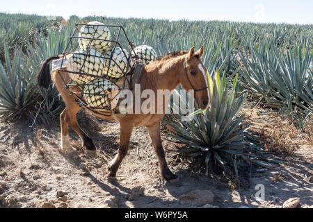 Un âne porte des paniers remplis avec de l'agave bleu-carottes ananas comme en bas de la colline pendant la récolte dans un champ appartenant à la Siete Leguas tequila distillerie dans le Jalisco Highlands du Mexique. Siete Leguas est une entreprise familiale d'élaborer le meilleur tequila distillerie en utilisant le processus traditionnel inchangé depuis 65 ans pour. Banque D'Images