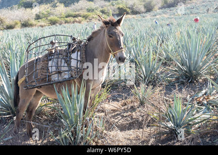 Un âne porte des paniers remplis avec de l'agave bleu-carottes ananas comme en bas de la colline pendant la récolte dans un champ appartenant à la Siete Leguas tequila distillerie dans le Jalisco Highlands du Mexique. Siete Leguas est une entreprise familiale d'élaborer le meilleur tequila distillerie en utilisant le processus traditionnel inchangé depuis 65 ans pour. Banque D'Images