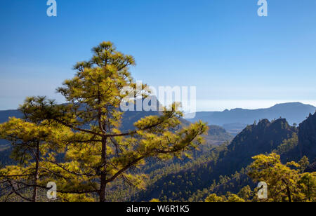 Gran Canaria, Juillet, vue sur forêt de pins clairsemés parc naturel de Pilancones, la luminosité de l'après-midi Banque D'Images