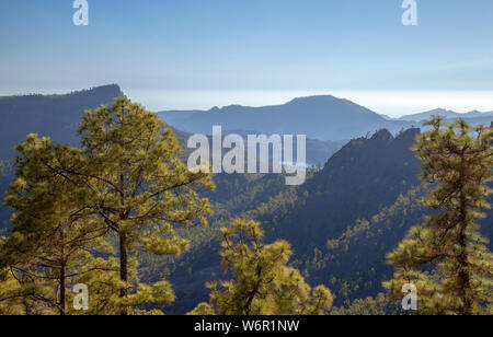 Gran Canaria, Juillet, vue sur forêt de pins clairsemés parc naturel de Pilancones, la luminosité de l'après-midi Banque D'Images