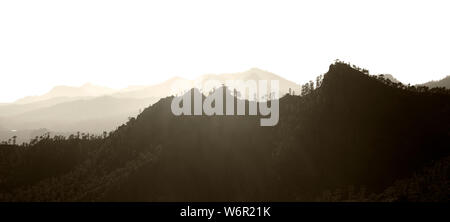 Gran Canaria, Juillet, vue sur forêt de pins clairsemés parc naturel de Pilancones, fond blanc, monochrome Banque D'Images