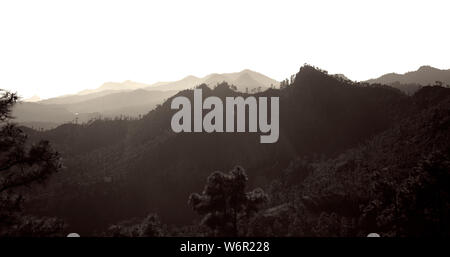 Gran Canaria, Juillet, vue sur forêt de pins clairsemés parc naturel de Pilancones, fond blanc, monochrome Banque D'Images