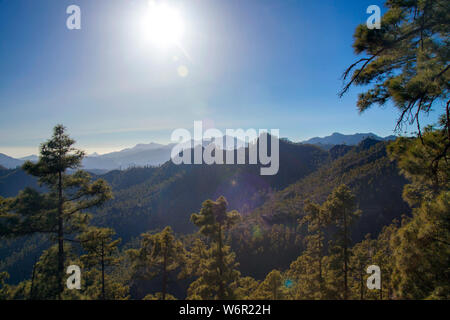 Gran Canaria, Juillet, vue sur forêt de pins clairsemés parc naturel de Pilancones, la luminosité de l'après-midi Banque D'Images