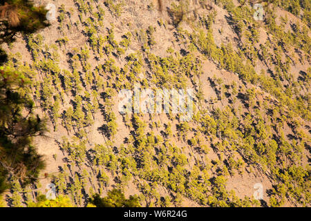 Gran Canaria, Juillet, vue sur forêt de pins clairsemés parc naturel de Pilancones, ombres fallings sur les pistes Banque D'Images