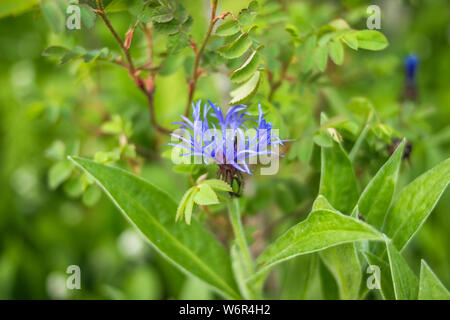 Fleur de Lys Bleu isolé sur fond d'herbe verte.bleu barbeaux dans jardin de fleurs sauvages. Autrefois commune dans un champ, le bleuet est aujourd'hui souvent Banque D'Images
