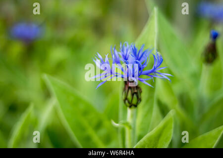 Fleur de Lys Bleu isolé sur fond d'herbe verte.bleu barbeaux dans jardin de fleurs sauvages. Autrefois commune dans un champ, le bleuet est aujourd'hui souvent Banque D'Images