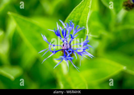 Fleur de Lys Bleu isolé sur fond d'herbe verte.bleu barbeaux dans jardin de fleurs sauvages. Autrefois commune dans un champ, le bleuet est aujourd'hui souvent Banque D'Images
