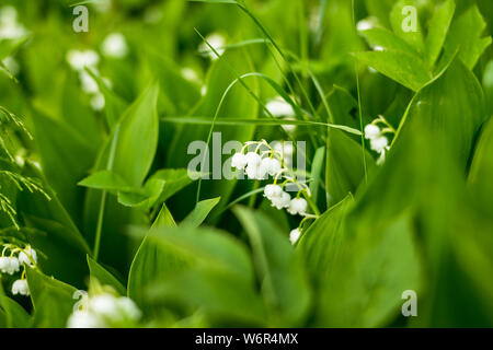 Forêt, fleurs sauvages. fleurs délicates sur un fond de forêt de pins en mai et avril.fleurs de printemps. lis de la vallée.Florescence Banque D'Images