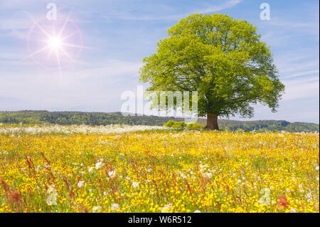 Seul linden tree, au printemps Banque D'Images