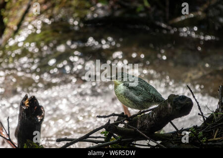 Un petit oiseau blanc-throated dipper, lat. Cinclus cinclus, est assis sur le bord d'une rivière de montagne. Il est également connu sous le nom de l'ourse ou balancier juste Banque D'Images