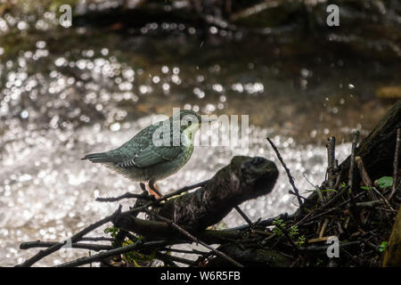 Un petit oiseau blanc-throated dipper, lat. Cinclus cinclus, est assis sur le bord d'une rivière de montagne. Il est également connu sous le nom de l'ourse ou balancier juste Banque D'Images