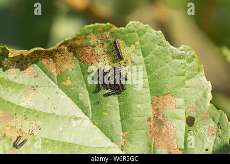 Les larves de l'insecte, feuille d'Aulne Agelastica alni, qui a été se nourrissant d'un aulne leaft, Alni glutinosa. Le coléoptère a été considérée comme éteinte en t Banque D'Images