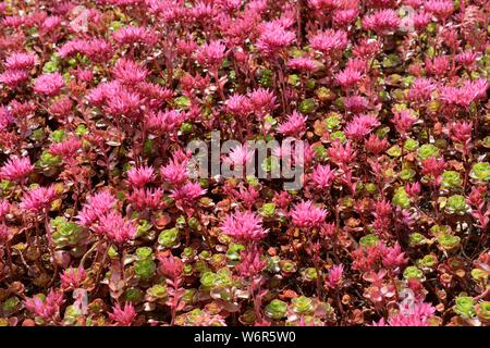 Stonecrop Sedum spurium Sang Dragons dans flowermat evergreen perenial formant Banque D'Images