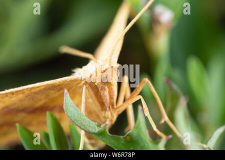 Un mignon petit Mouron Geometer Espèce Haematopis grataria - dans l'herbe Banque D'Images