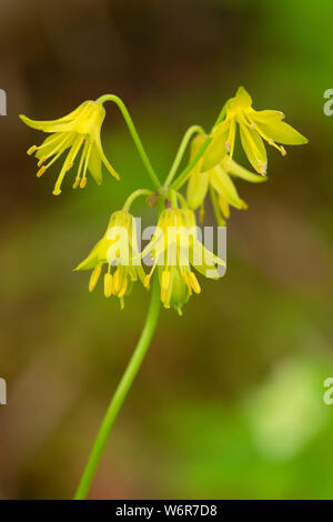 Blue-Bead Lily (Clintonia borealis), Terra Nova National Park, Terre-Neuve et Labrador, Canada Banque D'Images