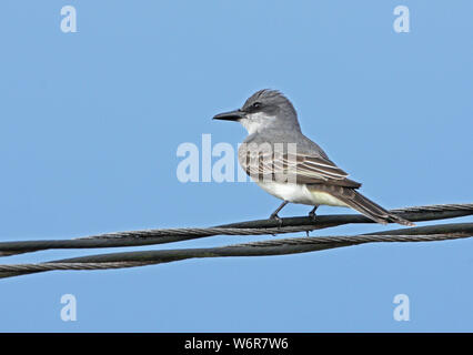 Tyran tritri (Tyrannus dominicensis grey dominicensis) adulte perché sur ligne à haute tension Linstead, Jamaïque Avril Banque D'Images