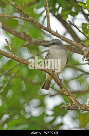 Tyran tritri (Tyrannus dominicensis grey dominicensis) adulte perché sur branch Linstead, Jamaïque Avril Banque D'Images