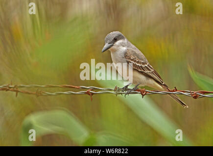 Tyran tritri (Tyrannus dominicensis grey dominicensis) adulte perché sur de barbelés Linstead, Jamaïque Avril Banque D'Images