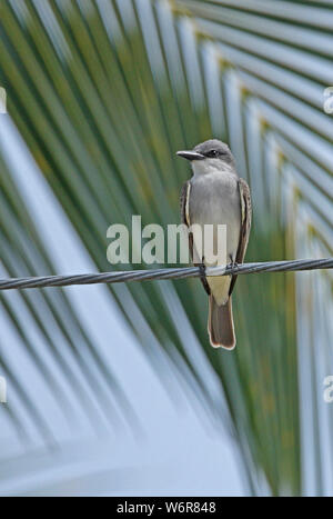 Tyran tritri (Tyrannus dominicensis grey dominicensis) adulte perché sur ligne à haute tension Linstead, Jamaïque Avril Banque D'Images