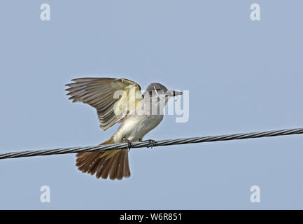 Tyran tritri (Tyrannus dominicensis grey dominicensis) atterrissage adultes sur ligne à haute tension avec matériau Linstead, Jamaïque Avril Banque D'Images