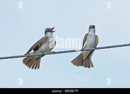 Tyran tritri (Tyrannus dominicensis grey dominicensis) paire perché sur ligne à haute tension affichage Linstead, Jamaïque Avril Banque D'Images