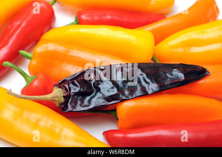 Fraîches et séchées poivrons épicés sur fond blanc Banque D'Images