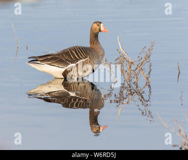 Le chatoiement ou rieuses-ventre Goose Banque D'Images