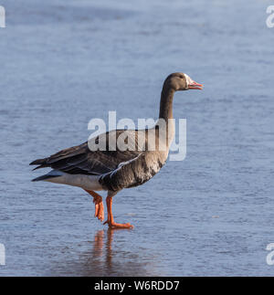 Le chatoiement ou rieuses-ventre Goose Banque D'Images