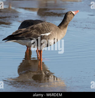 Le chatoiement ou rieuses-ventre Goose Banque D'Images